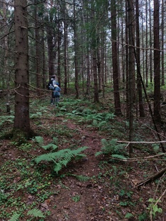 Экоромантизм