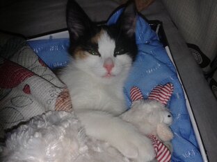 Котенок Аллочка