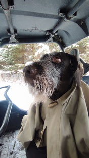 Путешествуем с собачкой 