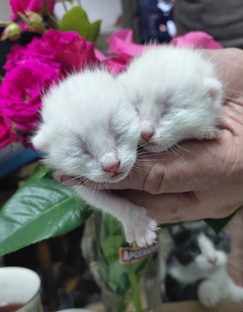 Кошки - очарование моё!