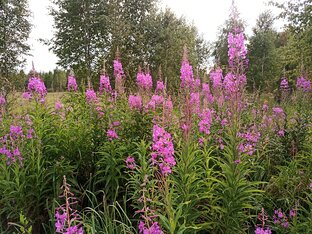 Природная польза