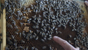 полоски на глицерине с щавельной для пчел изготовнение и работа