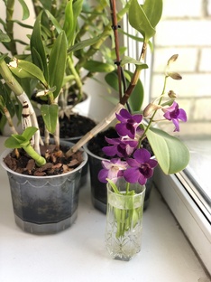 Волшебная история про цветочек 🌺