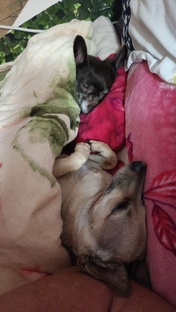 Антошка и Жуля