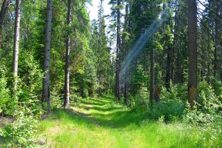 ЛЕСНАЯ СКАЗКА 