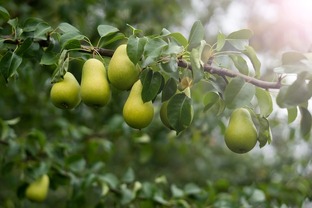 Сад и огород