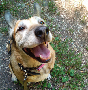 Мои питомцы -Голди