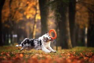 Трюки и аусси.