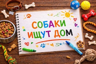 Собаки ищут дом