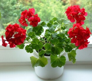 Секреты Герани