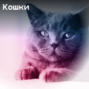 Кошки