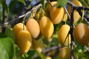 Слива жёлтая 