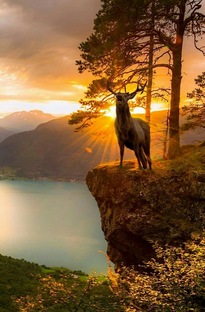 Дикая природа.