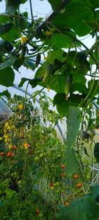 Теплица. Все виды работ