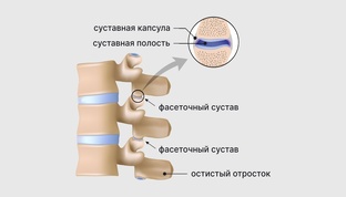 Анатомия и биомеханика