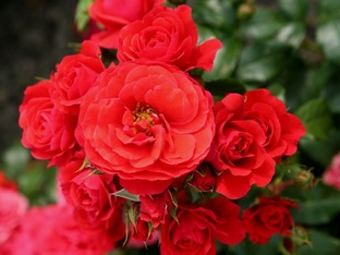 Лучшие красные розы