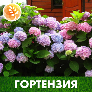 Гортензия