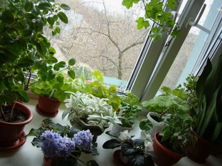 Мои зеленые питомцы