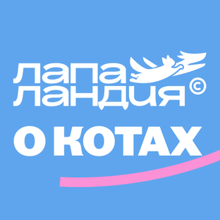 🐱 Всё про котов - объясняем их логику