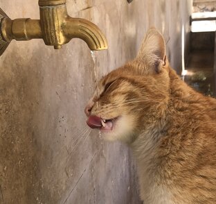 Про котиков