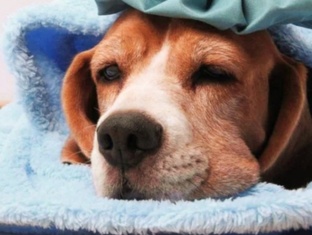 Болезни и кормление