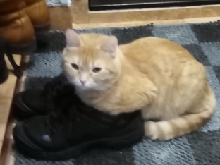 Котейка Рыжик.
