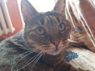 Появление Масика, Бони и Маруси в моей жизни.