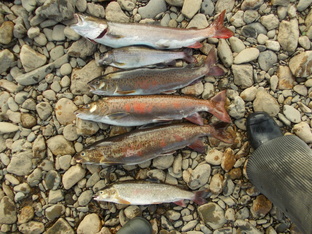 Сплавы по Сибири с рыбалкой!