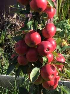 Лучшие настойки 2 