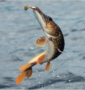 Рыбалка на спиннинг 