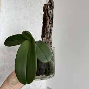 Не стандартная посадка