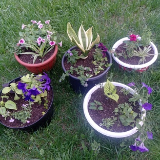 Контейнерное цветоводство