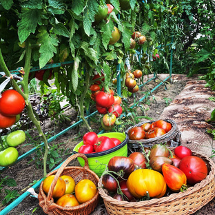 Сортовые Томаты 