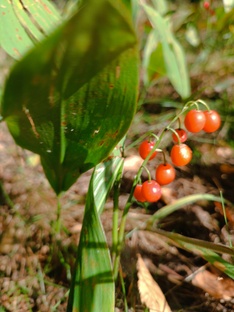 РАСТЕНИЯ КУРСКОЙ ОБЛАСТИ 