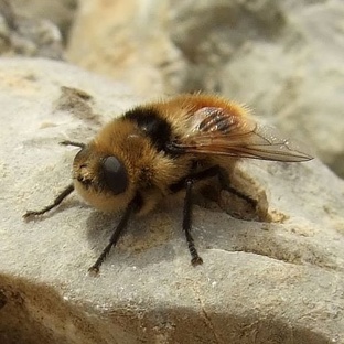 Овод: маленький мучитель с огромным влиянием на природу