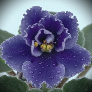 Муж истории