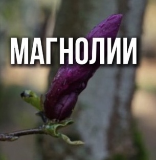 Магнолии