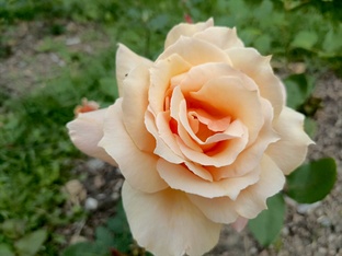 Для внуков и детей