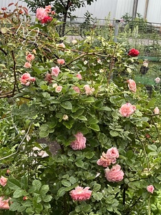 Психологическое