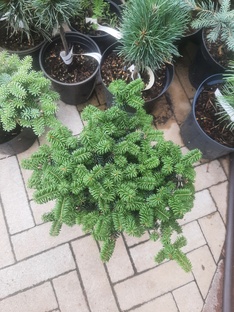 ❤🌲Пихта в ассортименте
