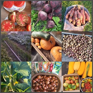 Выращиваю все ОВОЩИ у себя в огороде на 20 сотках