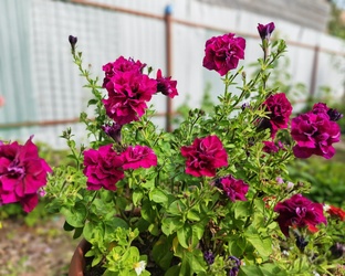 Однолетние цветы моего сада