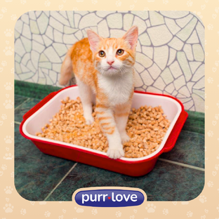 Лоток и всё такое