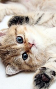 Кошки
