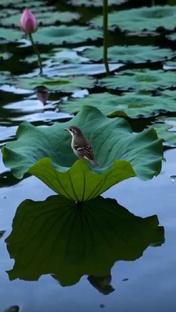 Песни,танцы и сказки Матушки Природы..