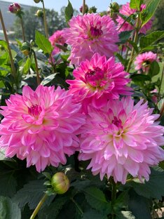 Обзоры цветников - 4.35