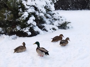 Деревня моя ст.Селезни 