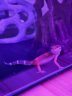 Чипсик 🦎