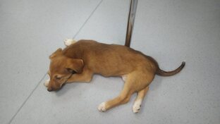 Мультяшка Молли (ДОМА, ноябрь 2025)