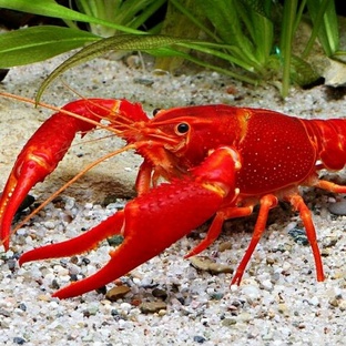 Рак: от морского дна до кухонного стола — всё, что вы не знали